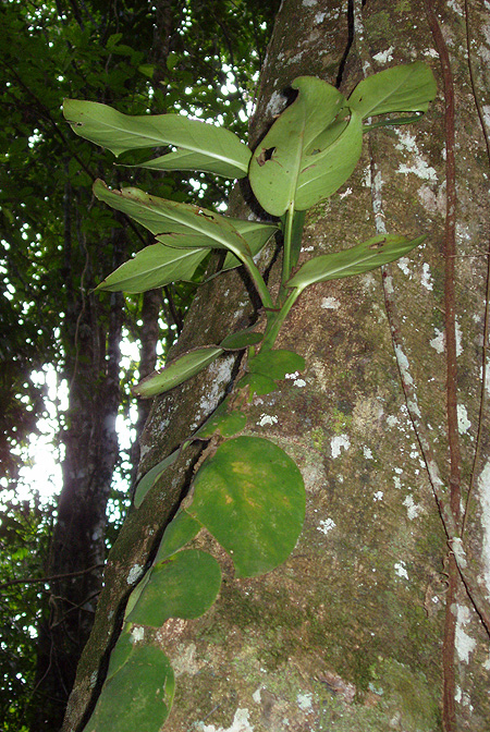 Monstera spruceana