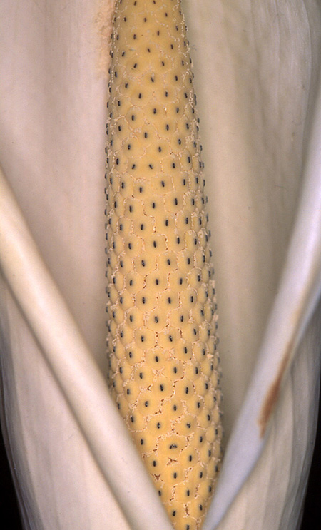Monstera spruceana