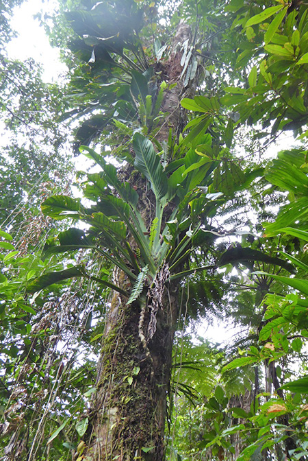 Monstera standleyana