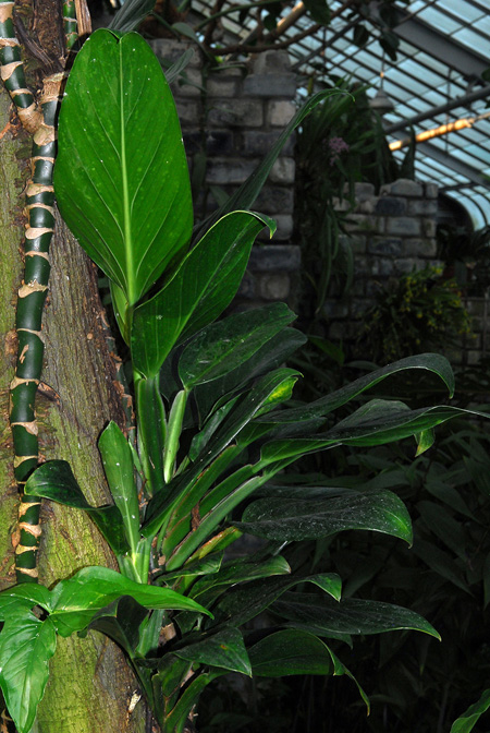 Monstera standleyana