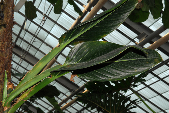 Monstera standleyana