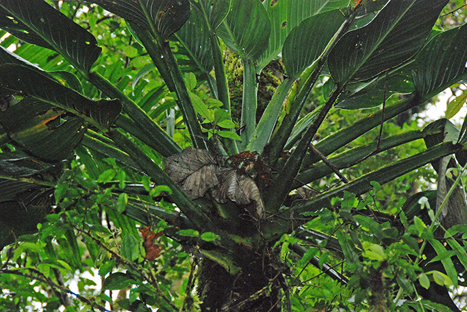 Monstera standleyana