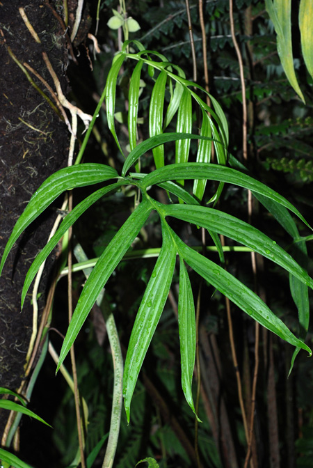 Monstera subpinnata