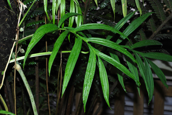 Monstera subpinnata