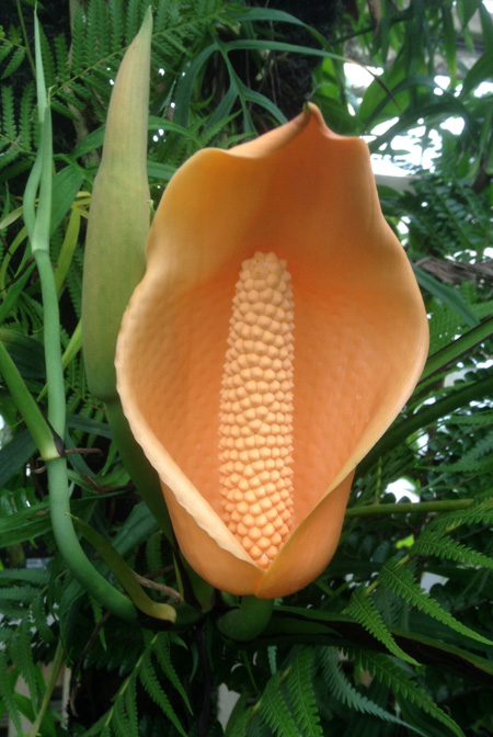 Monstera subpinnata
