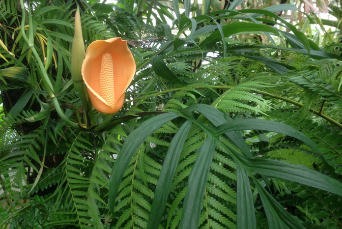 Monstera subpinnata
