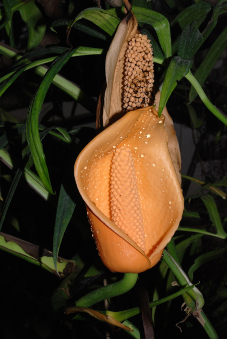 Monstera subpinnata