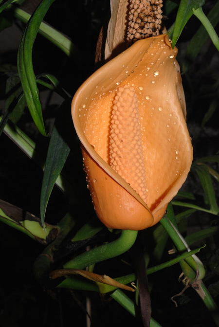 Monstera subpinnata