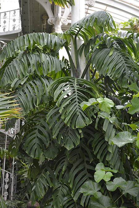 Monstera tenuis