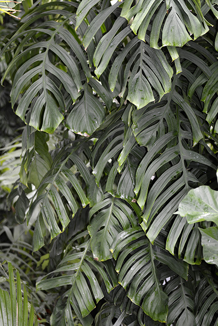Monstera tenuis