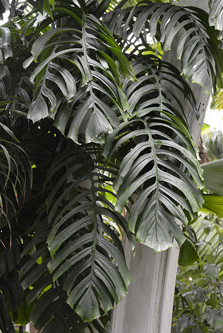 Monstera tenuis