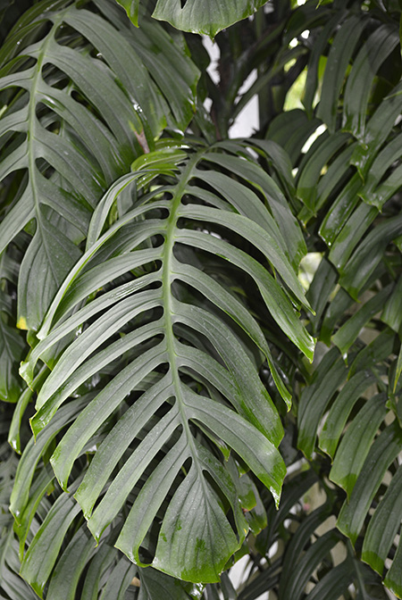 Monstera tenuis