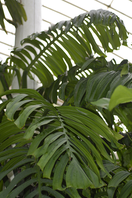 Monstera tenuis