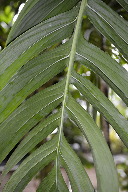 Monstera tenuis