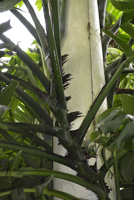 Monstera tenuis