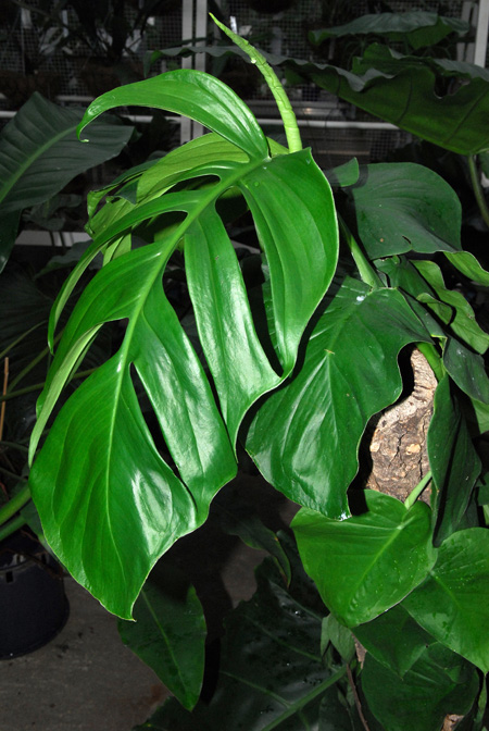 Monstera tenuis