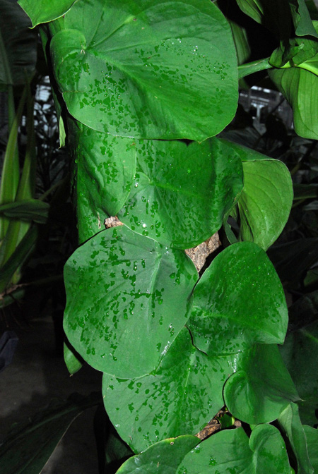 Monstera tenuis