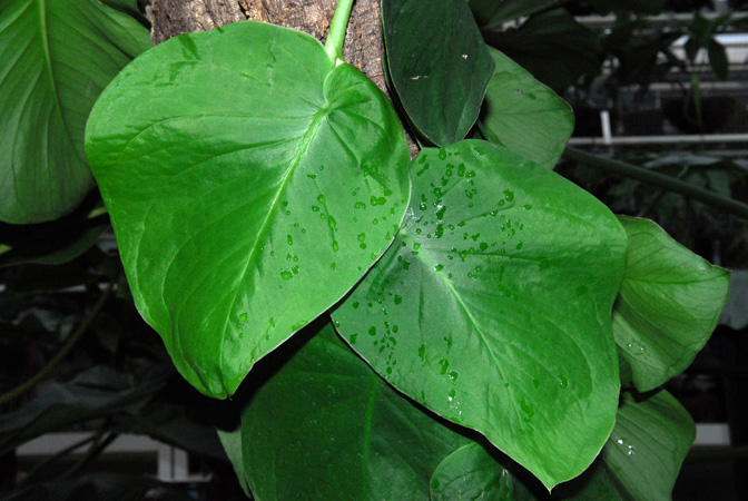 Monstera tenuis