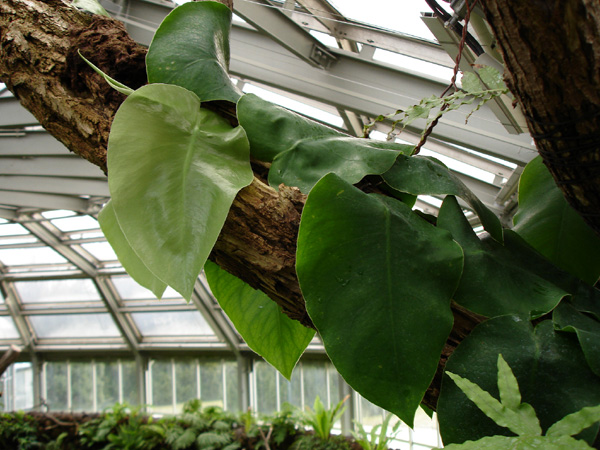 Monstera tuberculata