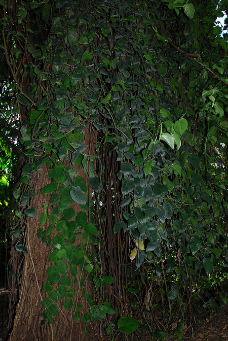 Monstera tuberculata