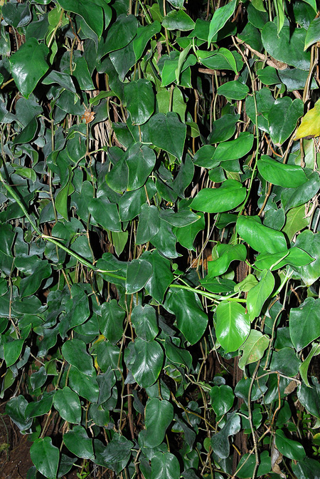 Monstera tuberculata