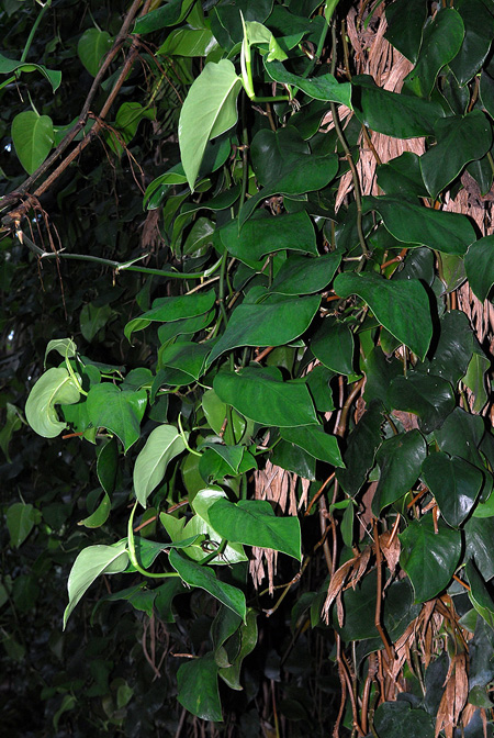 Monstera tuberculata