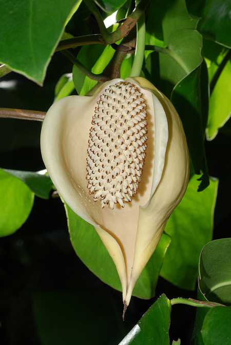Monstera tuberculata
