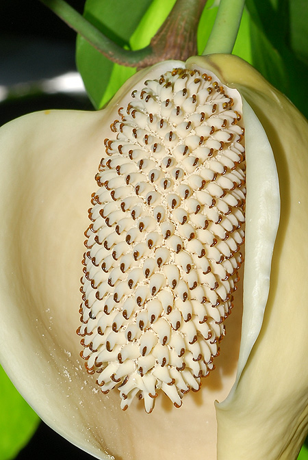 Monstera tuberculata