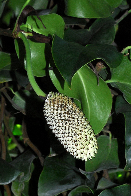 Monstera tuberculata