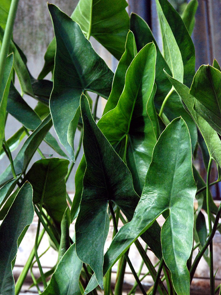 Montrichardia arborescens