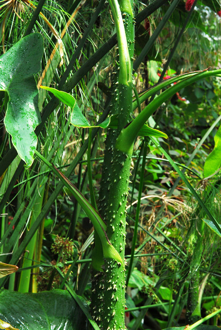 Montrichardia arborescens