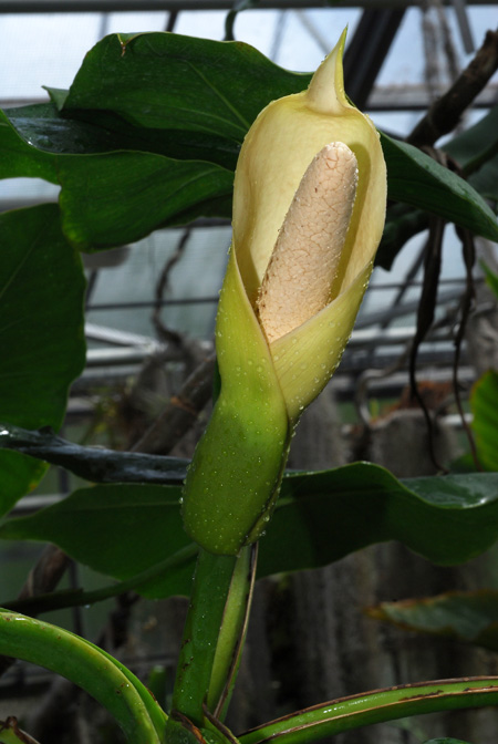 Montrichardia arborescens