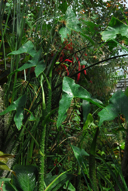 Montrichardia arborescens