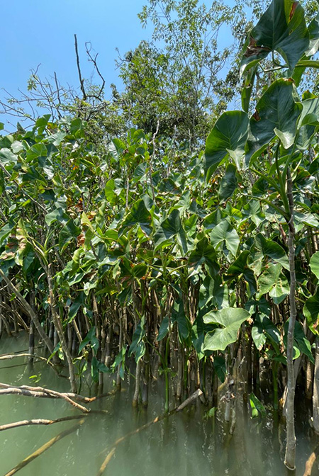 Montrichardia arborescens