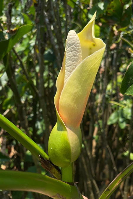 Montrichardia arborescens