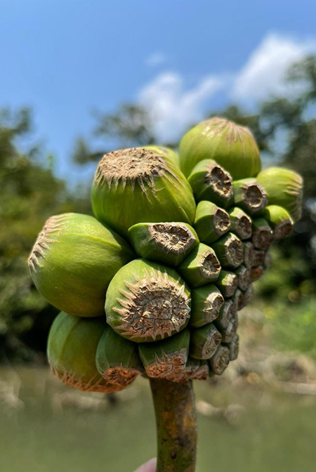 Montrichardia arborescens