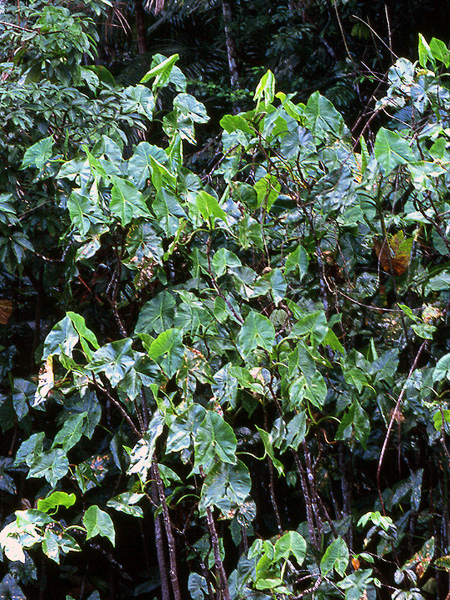 Montrichardia arborescens