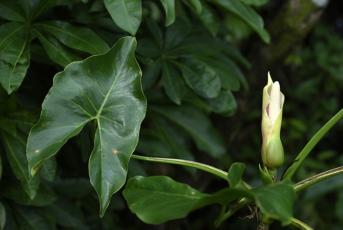 Montrichardia arborescens