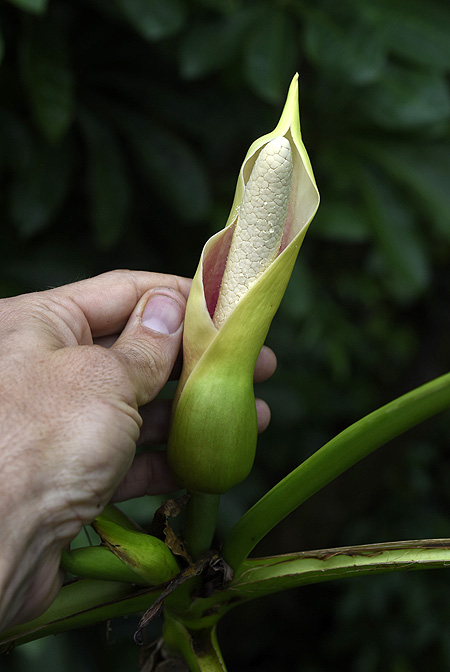 Montrichardia arborescens