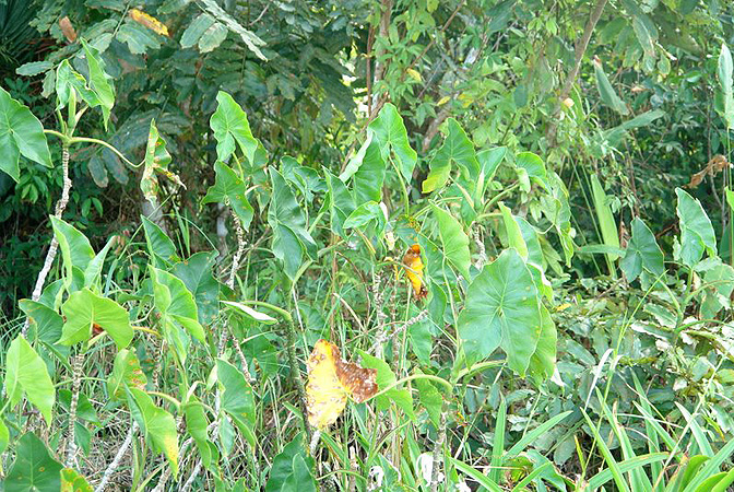 Montrichardia arborescens