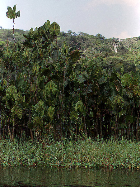 Montrichardia linifera