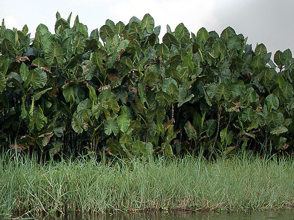 Montrichardia linifera