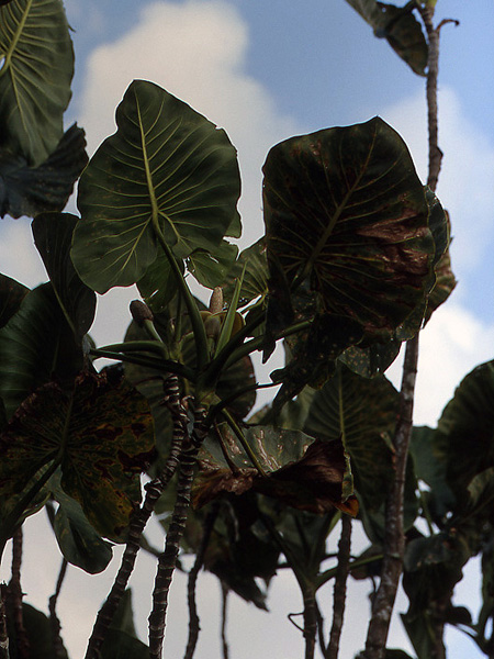 Montrichardia linifera