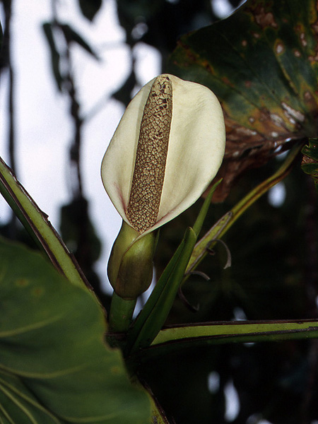 Montrichardia linifera