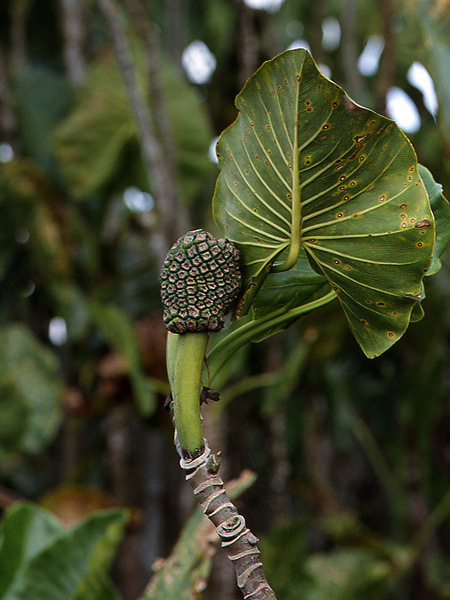 Montrichardia linifera