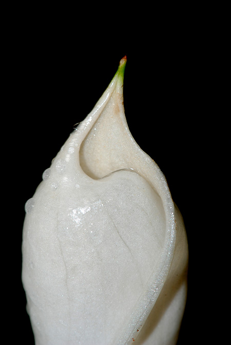 Naiadia zygoseta