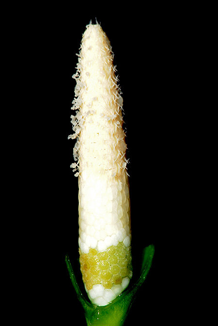 Naiadia zygoseta
