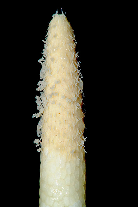Naiadia zygoseta