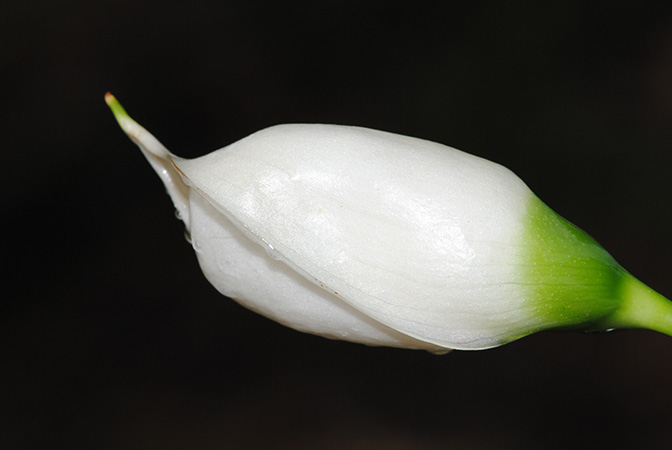 Naiadia zygoseta
