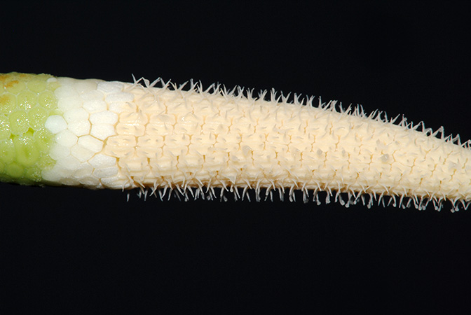 Naiadia zygoseta